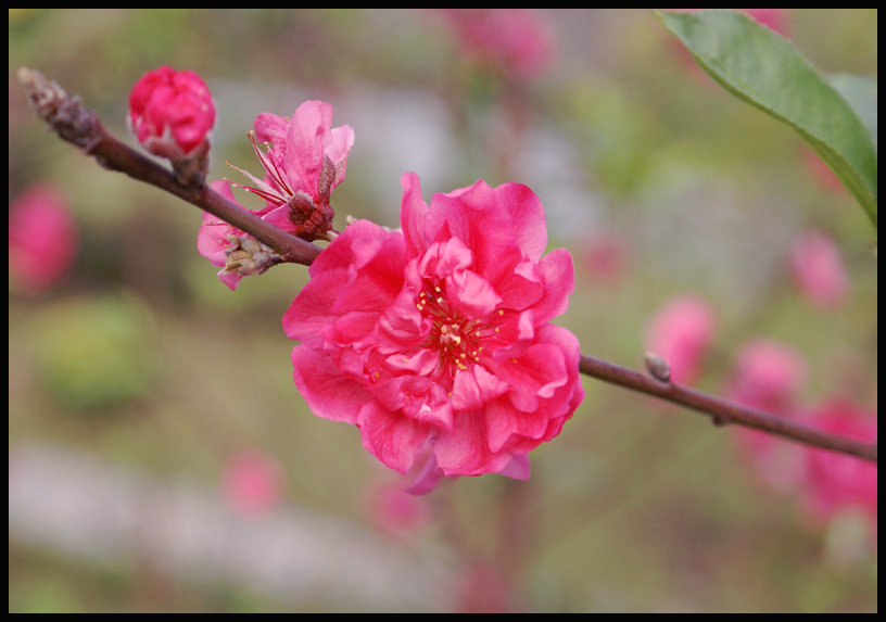 桃花…2 摄影 王蒜