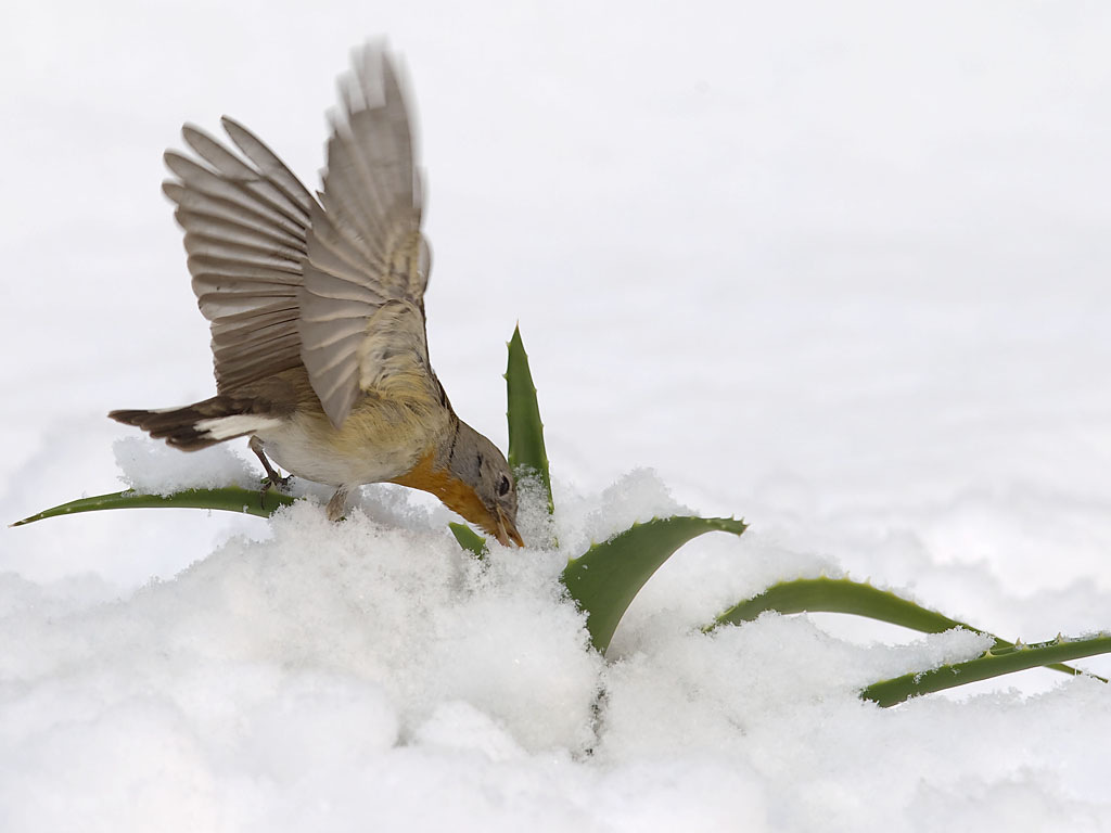 《雪中觅食》 摄影 英珊