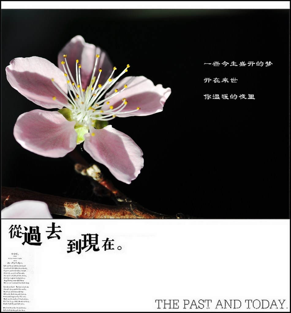 【 元宵节快乐 】 摄影 林小慧