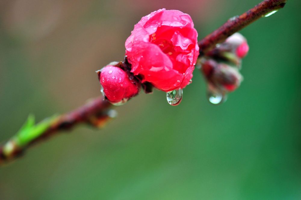 雨中桃花 摄影 风影鋕