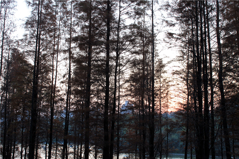 夕阳树影 摄影 wangsheng