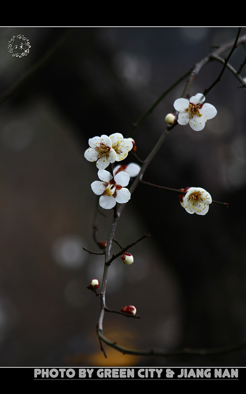 花俏枝头 摄影 绿城江南