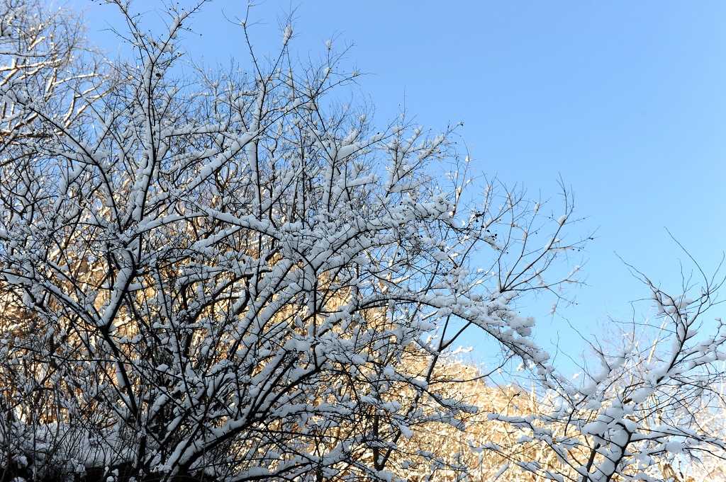 飞雪迎春 摄影 政务