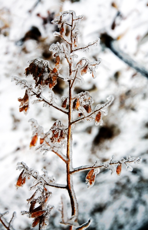 雪中风铃 摄影 财运