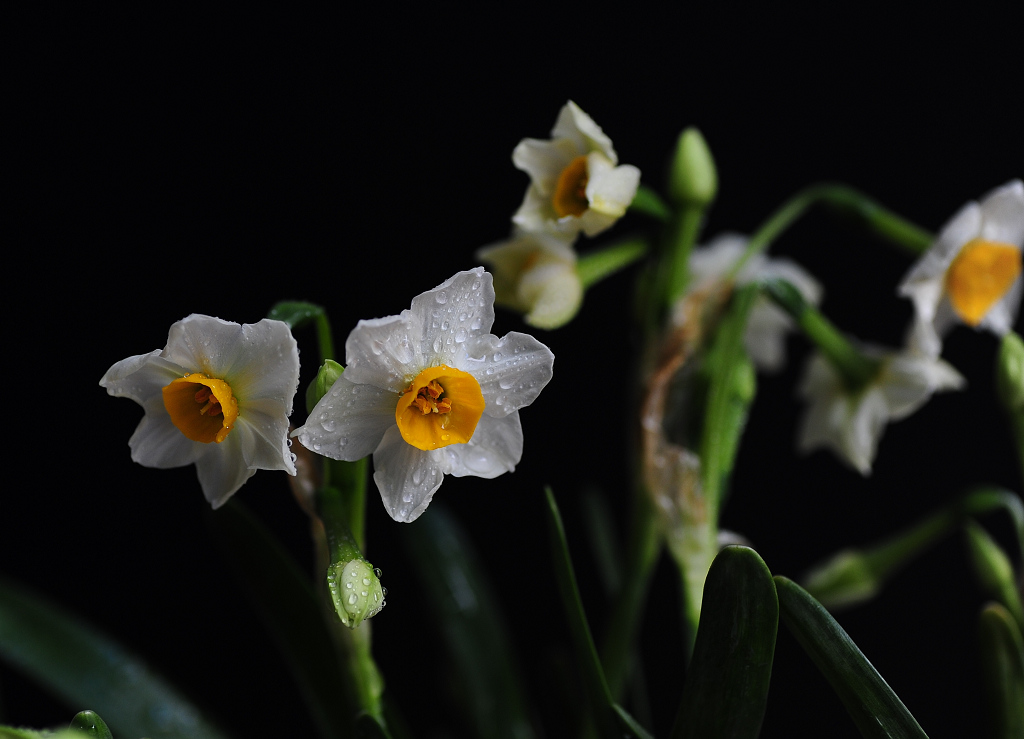 水仙花 摄影 子虚