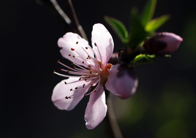 桃花 摄影 锦屏