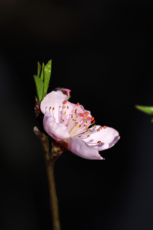 桃花 摄影 锦屏