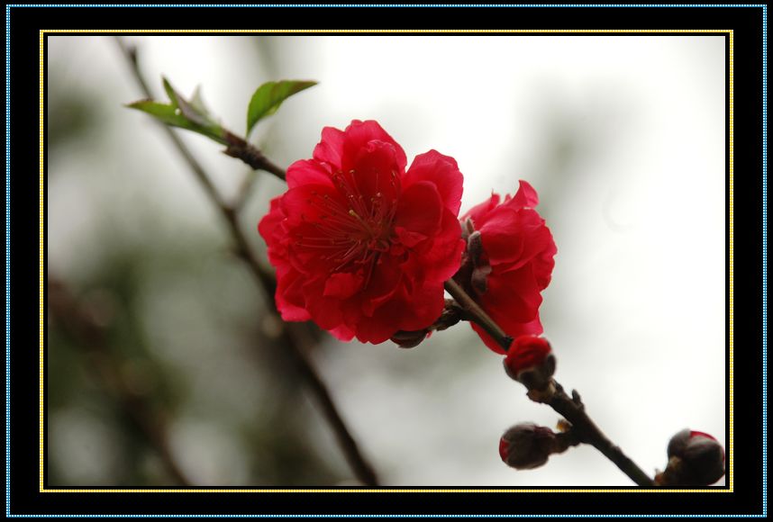 桃花 摄影 深秋时节