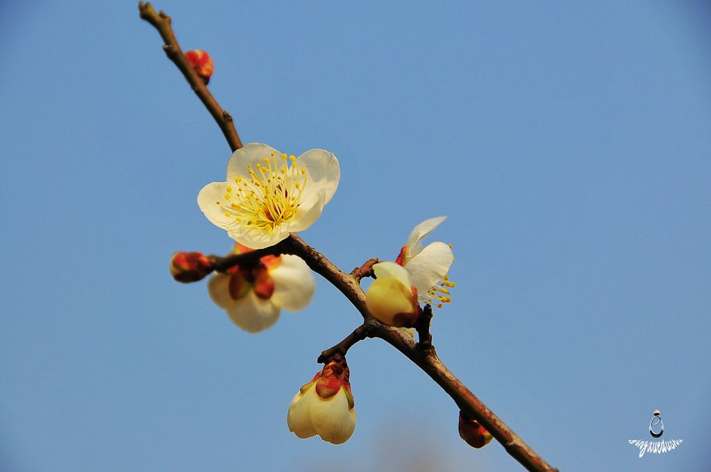 梅花儿 摄影 夕阳霞