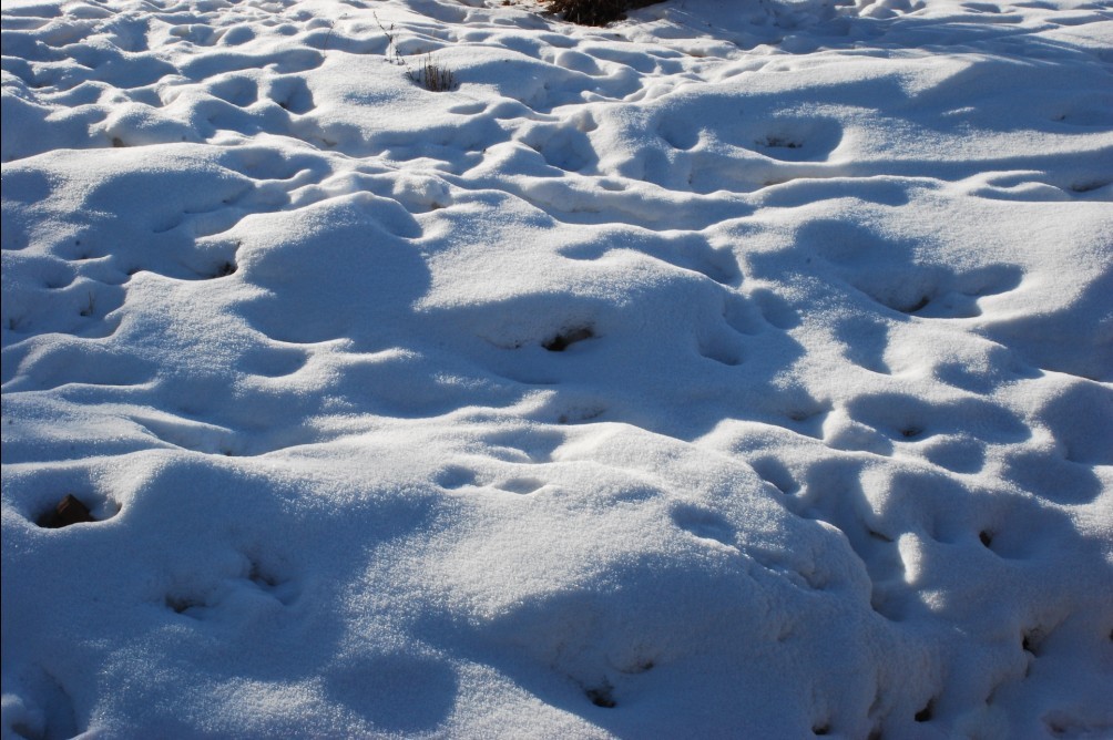 雪之韵 摄影 绿色田园