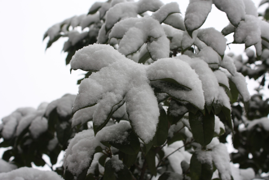 小区雪景3 摄影 卫曼