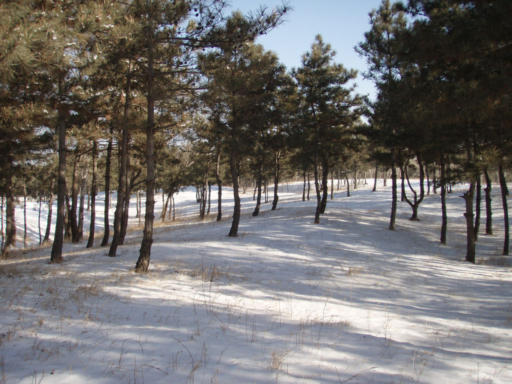 牧野的雪 摄影 牧野2011