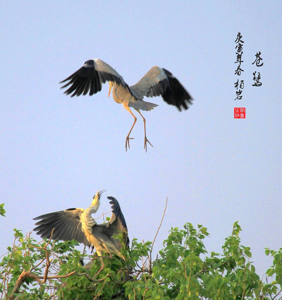 苍鹭 摄影 柏岩