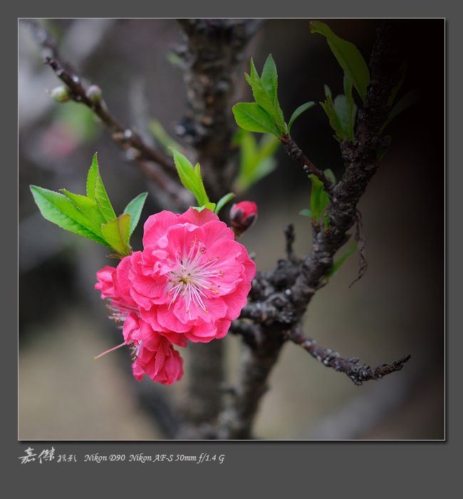 桃花 摄影 家杰