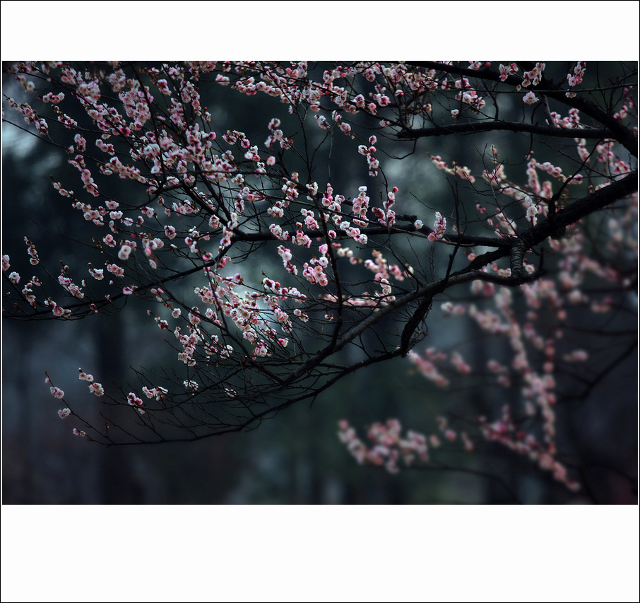 梅(十三) 摄影 小鸡看草原