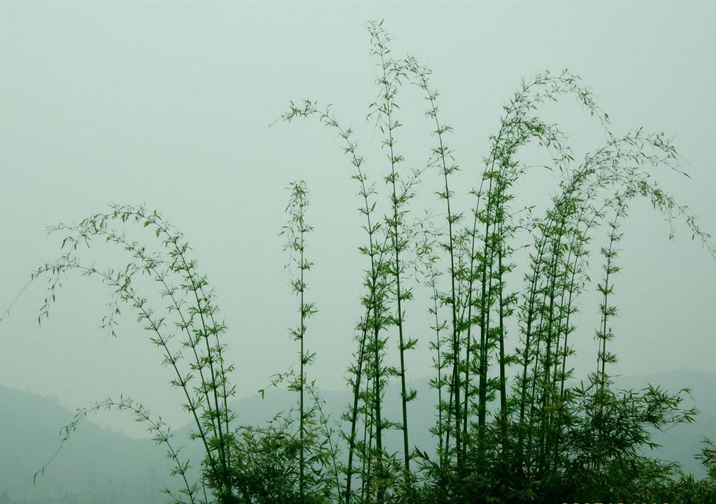 节节高 摄影 视迹友同