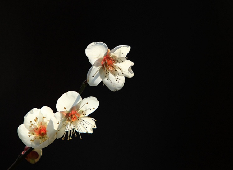 花卉 摄影 老过