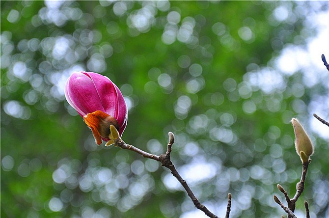 木兰花 摄影 梨花飞雨
