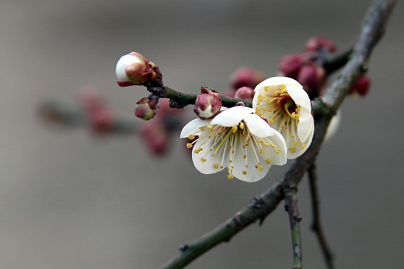 梅花 摄影 老树新芽