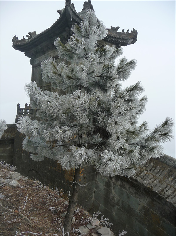 雪树银花 摄影 飘过2011