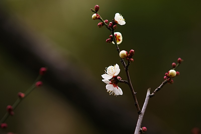 梅花 摄影 a1001680