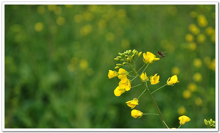 油菜花 摄影 寻觅梦幻