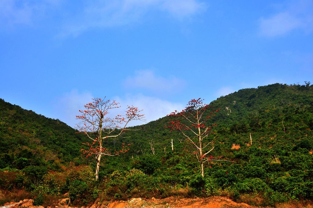 大山里的木棉花 摄影 海的情怀