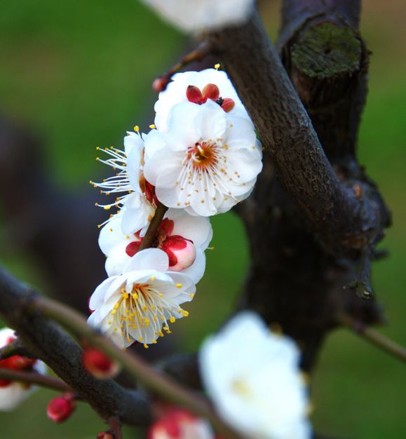 朱家角风光，梅花。2 摄影 明远