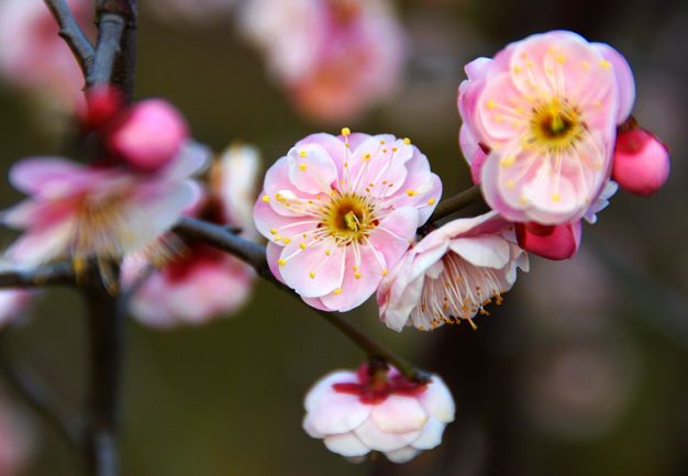 朱家角风光，梅花。3 摄影 明远