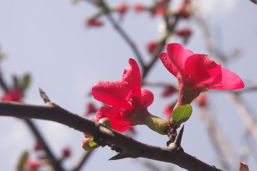 春暖花开 摄影 风萧萧fxx