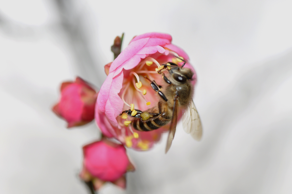 红梅、蜂 摄影 聊无痕