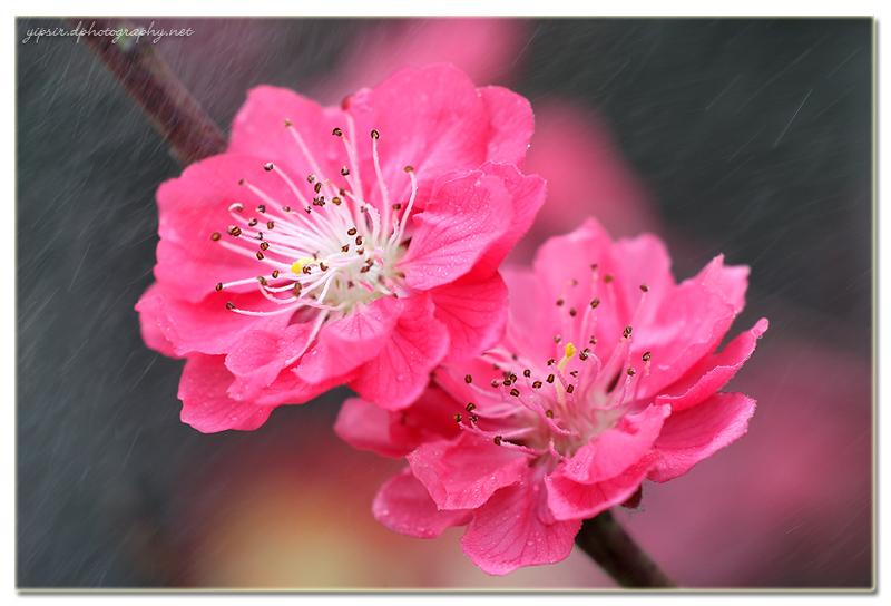 微风细雨 摄影 yipsir