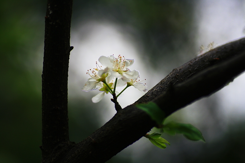 花开 摄影 月亮雨