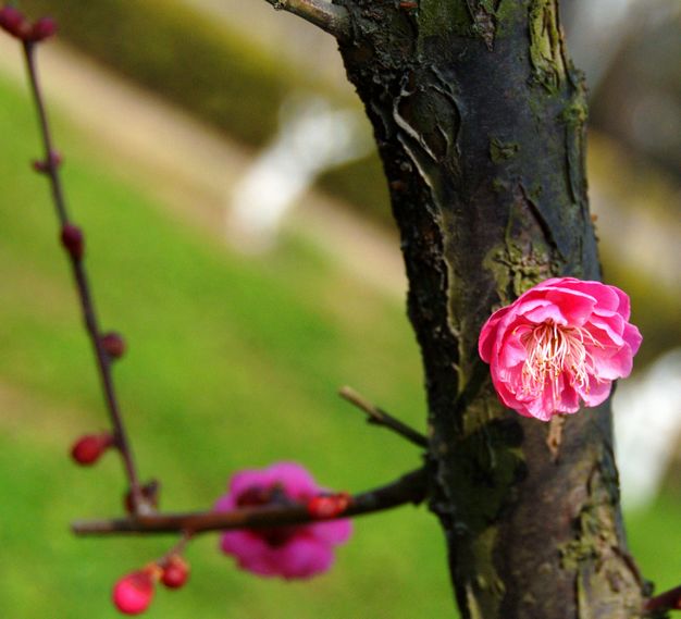 朱家角风光，梅花。4 摄影 明远