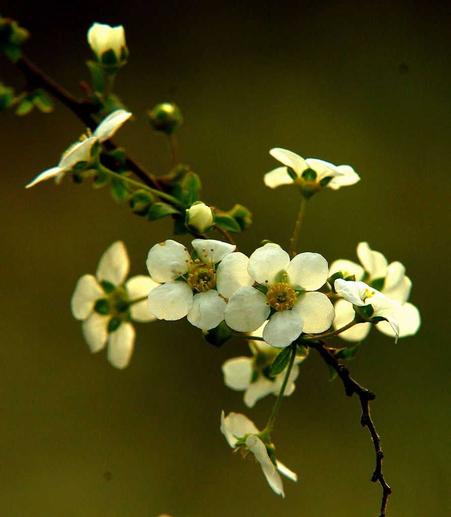 小花 摄影 老古董1