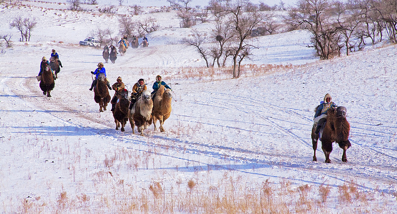 雪地赛驼 摄影 峡谷