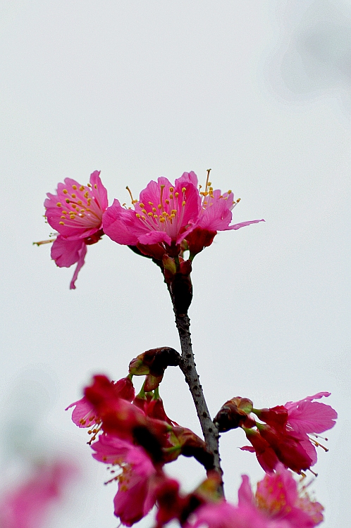 樱花 摄影 浪人独步