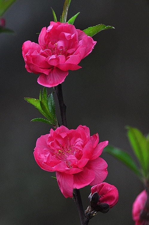 桃花 摄影 浪人独步