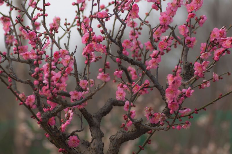 梅花 摄影 chenruoping