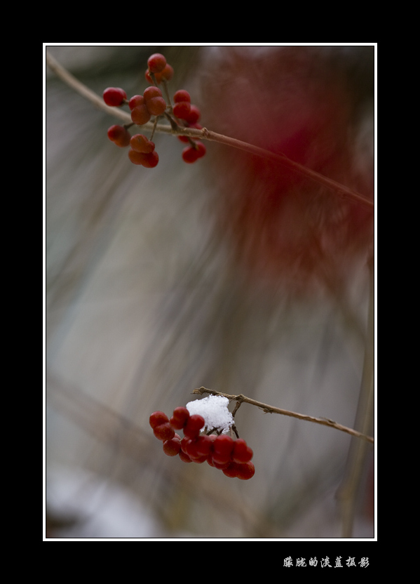 第三场雪的印象 摄影 朦胧的淡蓝