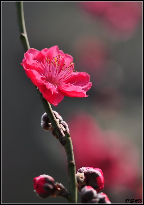 雲山桃花红 摄影 轩辕剑5