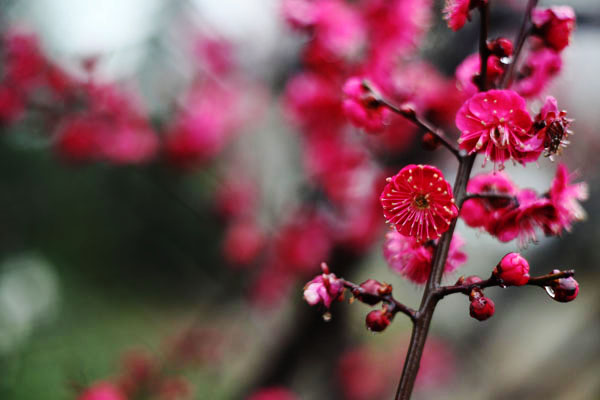 花草扎记5 摄影 球球小咪