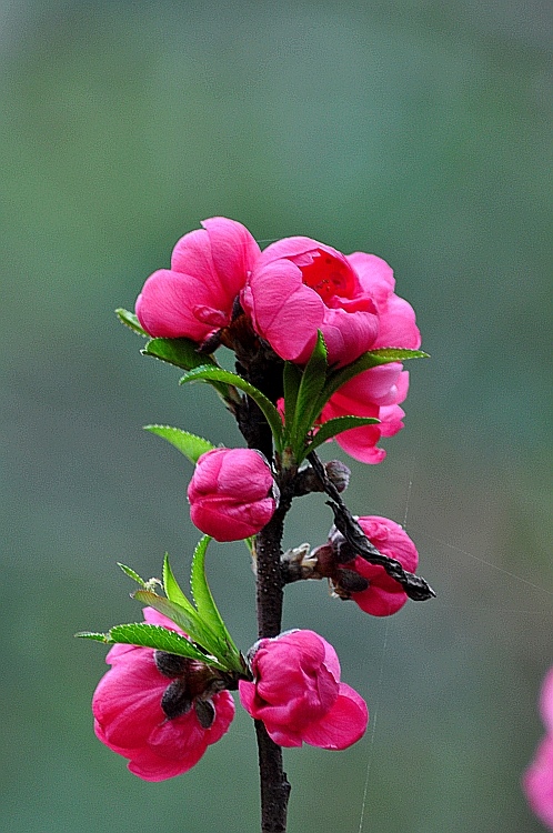 桃花 摄影 浪人独步