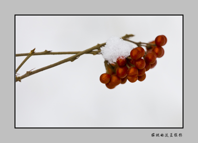 今天下雪了~ 摄影 朦胧的淡蓝