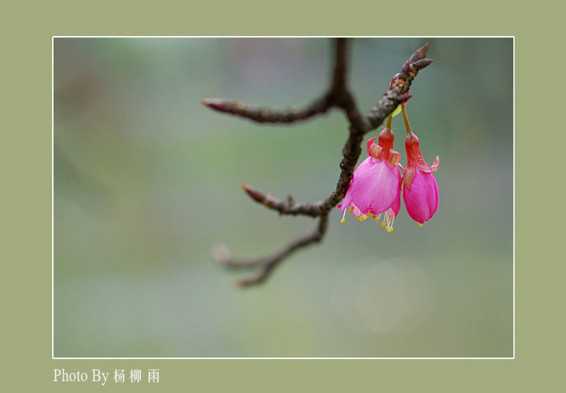 争春 摄影 楊柳雨