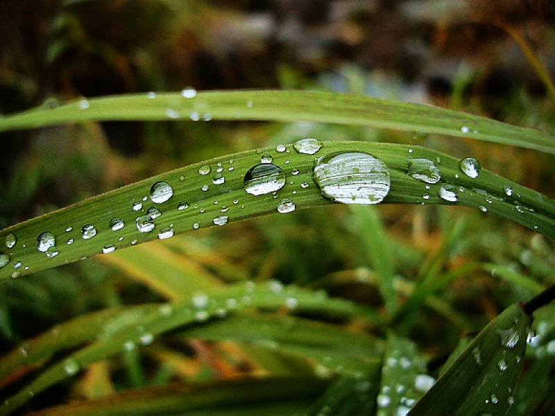 春雨 摄影 大河鱼鹰