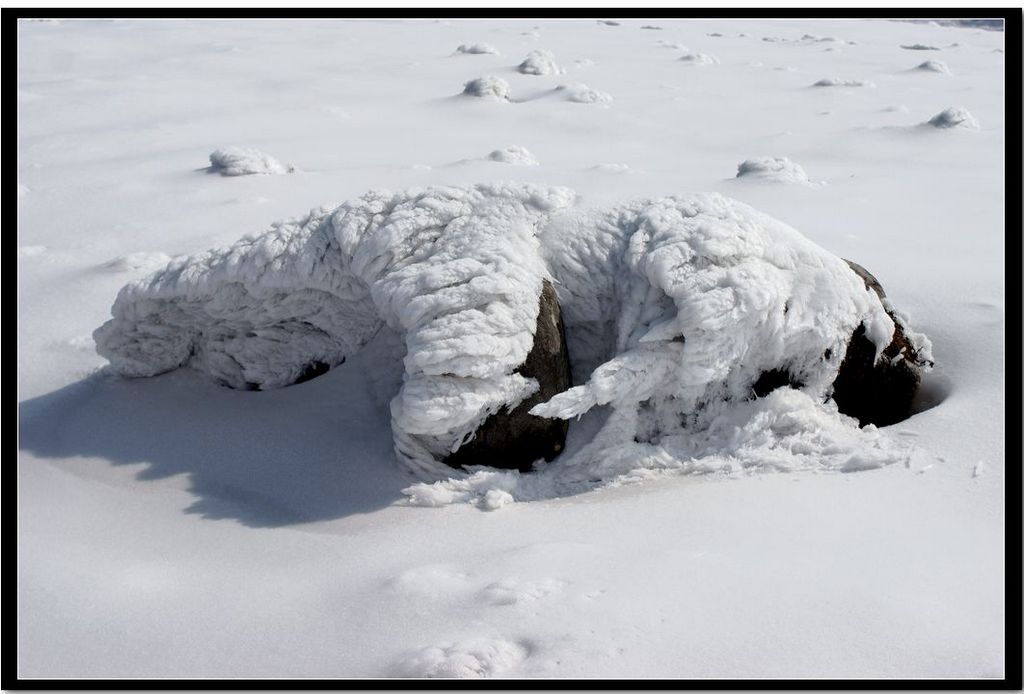 天然雪塑——卧地北极熊 摄影 关河纤夫