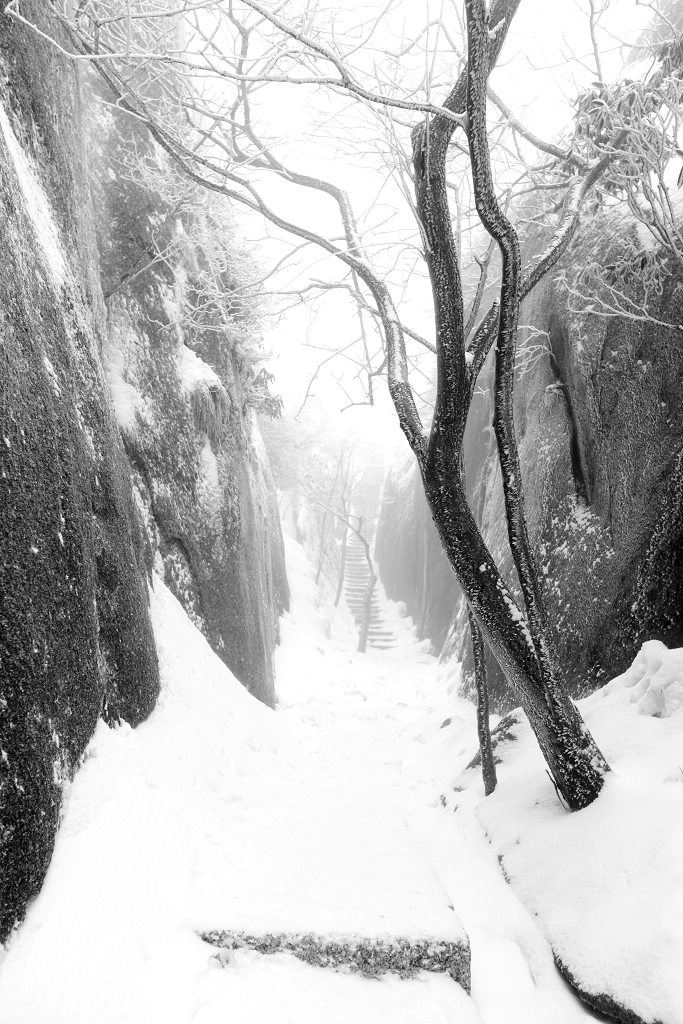 风雪迷途 摄影 秋风觳纹