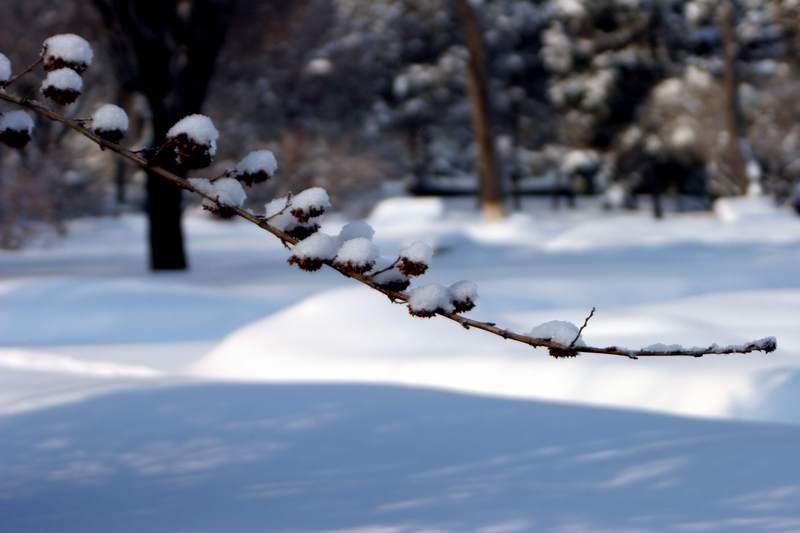 瑞雪兆丰年-3 摄影 久月久