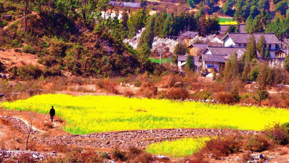 山村菜花黄2 摄影 大山风